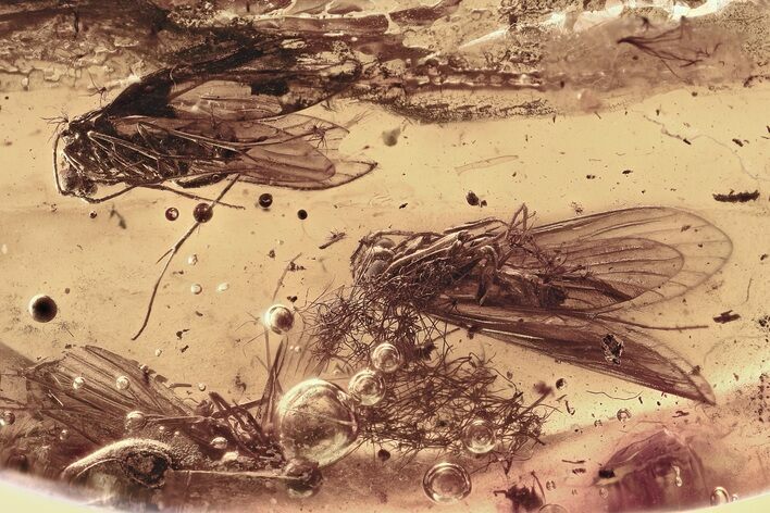 Three Fossil Caddisflies (Trichoptera) In Baltic Amber #346406